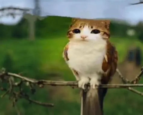 Meowl